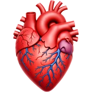 Anatomical heart sticker