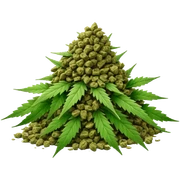 Ganja sticker