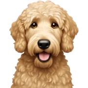 Golden doodle  sticker