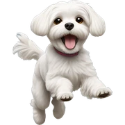 Maltese jumping on back legs sticker