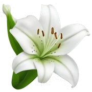 White Liliya flower sticker