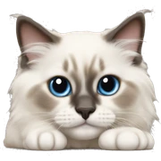 Ragdoll kitten laying  sticker