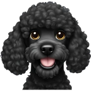 Black poodle  sticker