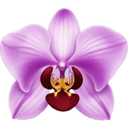 orchid sticker