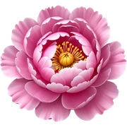 Peony sticker