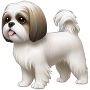 Shih tzu with computer sticker