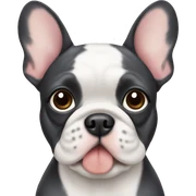 Frenchie sticker