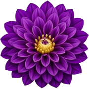 Purple dahlia flower sticker