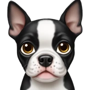Boston terrier puppy  sticker