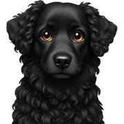 Black dog curly  sticker