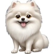 White pomeranian sticker