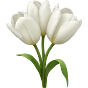 white tulips  sticker