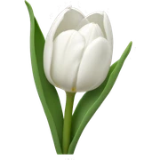 White Tulips  sticker