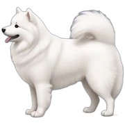 samoyed sticker