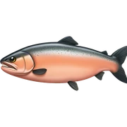salmon sticker
