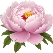 Peony sticker