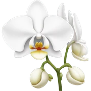 White orchid sticker
