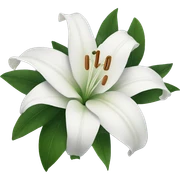White lilies  sticker