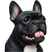 Black French bulldog sticker