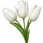 White tulips sticker