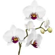 Orchids  sticker