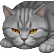 Sleeping british shorthair cat sticker
