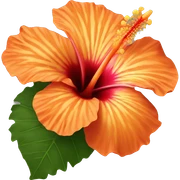 Orange hibiscus flower sticker