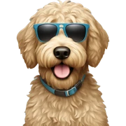 Labradoodle with sunglasses  sticker