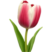 tulip sticker