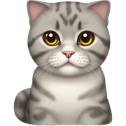 Scottish fold cat sticker