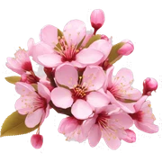 Cherry Blossom sticker