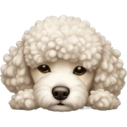 Poodle dog sleeping sticker