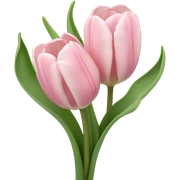 light pink tulips sticker