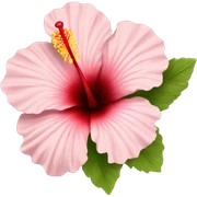 Hibiscus  sticker