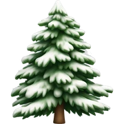  actual white fir christmas tree isolated.  sticker