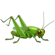 Cricket sticker