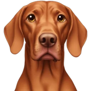 Vizsla sticker