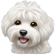 Bichon havanese dog sticker