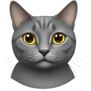 Chartreux cat sitting gracefully, showing its full face, neck, and upper chest area. sticker