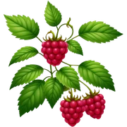 Raspberry full plant  sticker