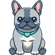 Grey French bulldog with turquoise collar sitting facing forward sticker