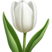 white tulips sticker