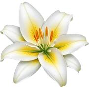 Lily flower sticker
