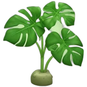 Cheese plant sticker