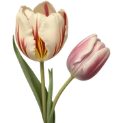 Vintage tulip sticker