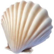 sea shell sticker