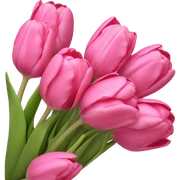 Bouquet of pink tulips sticker