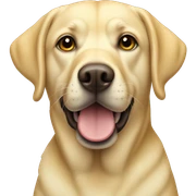 yellow Labrador   sticker