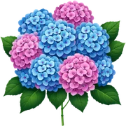 Hydrangea  sticker