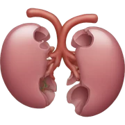 kidney sticker